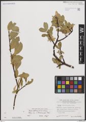 Foto von Salix breviserrata Flod.